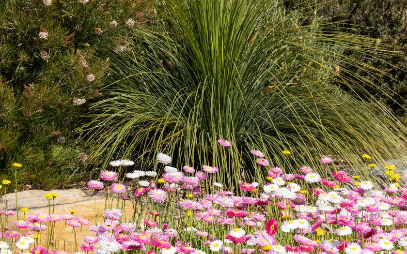 After: Thirsty lawn to waterwise beds