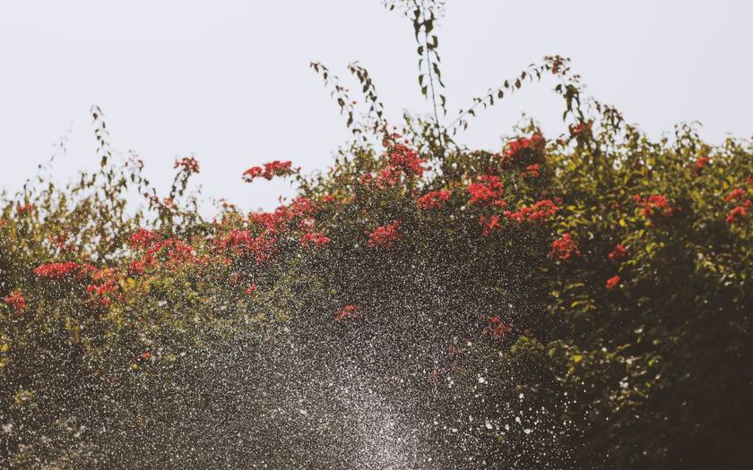 Before: Thirsty lawn to waterwise beds