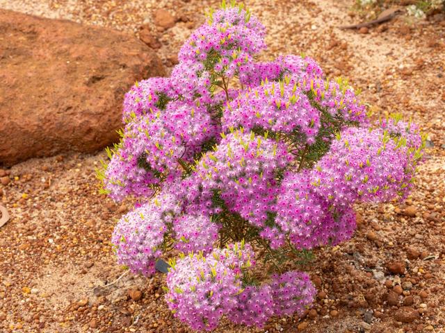 Native groundcover flowering in mulched sandy soil