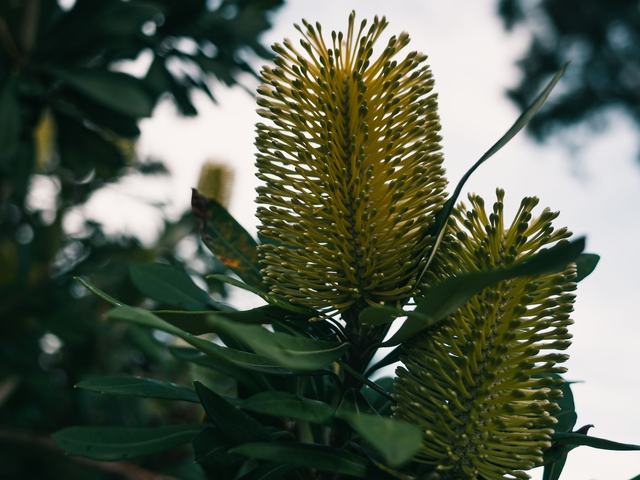 Banksia in flower in a Perth native garden