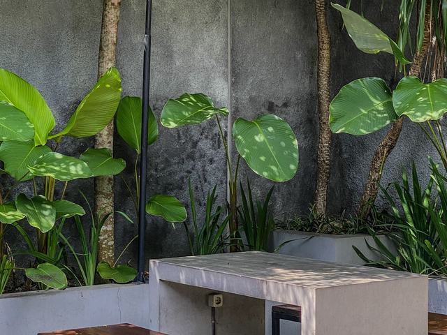 Small courtyard with concrete bench seating and screening planting