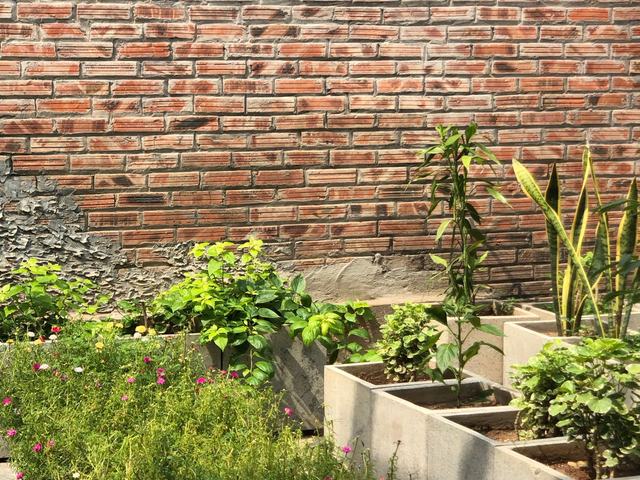 Raised garden beds built against a brick boundary wall