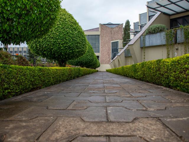 Neatly maintained hedges lining a paved garden path