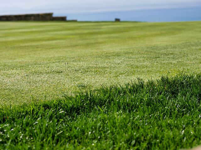Which turf actually survives a Perth summer