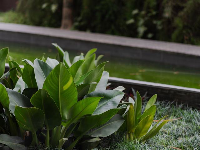 Waterwise Perth garden bed with dripline irrigation under mulch